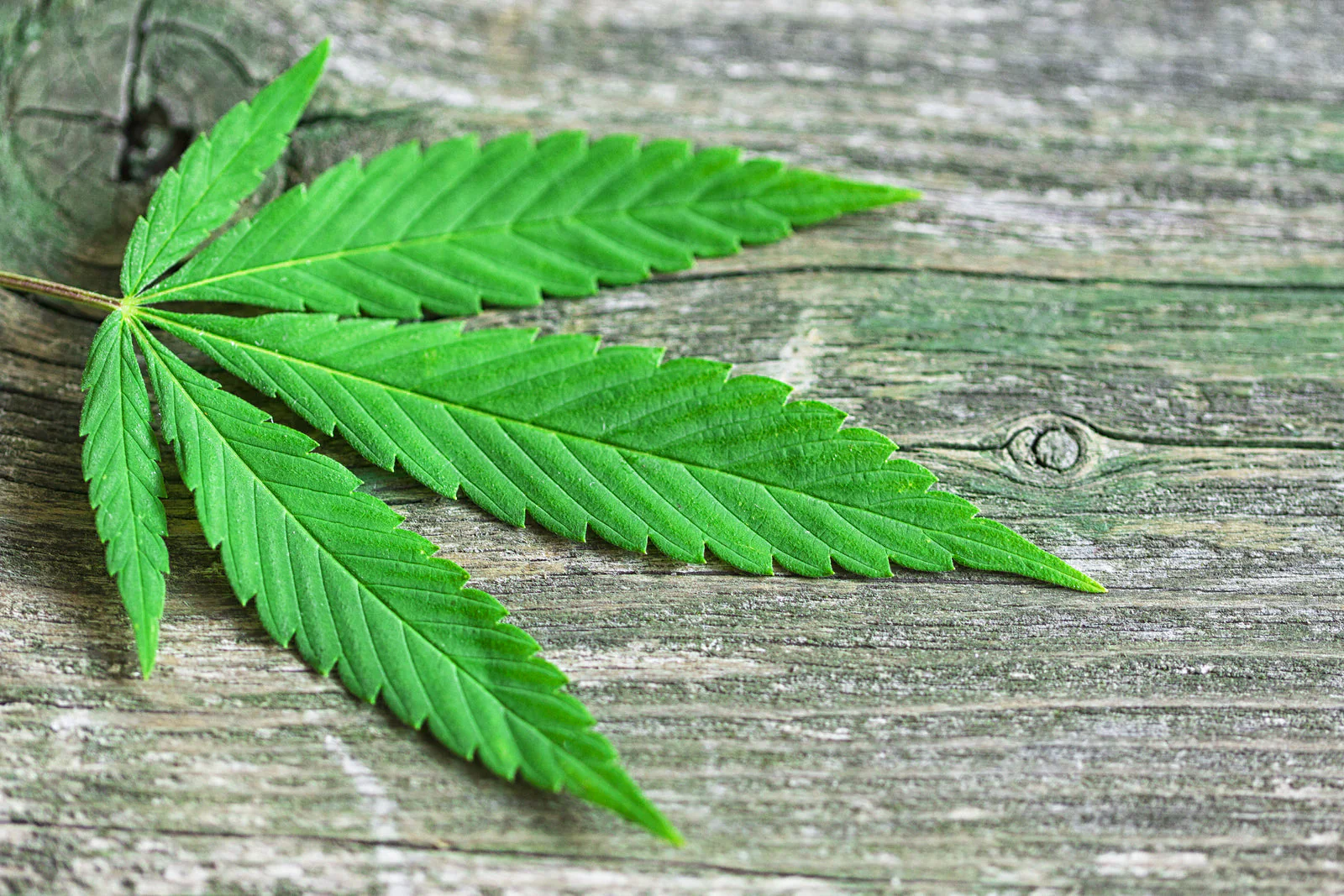Hemp leaves on a wooden background